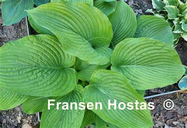 Hosta Abiqua Elephant Ears